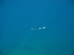 Fisch