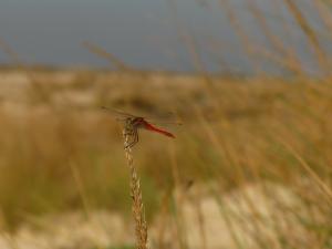 Libelle