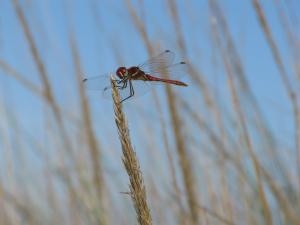 Libelle2