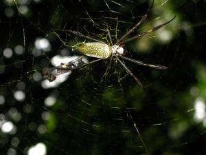 Netzspinne