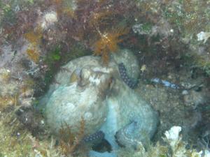 Octopuss