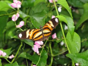 Schmetterling