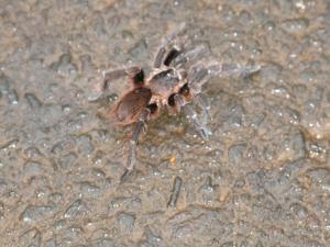 Vogelspinne